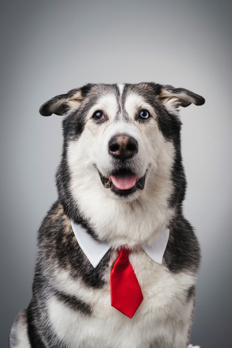 Bolt Powell's headshot